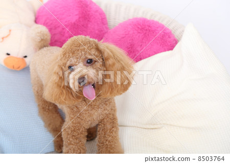 toy poodle toy poodle 8503764