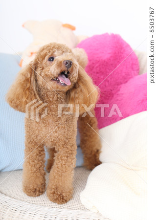 玩具貴賓犬 8503767