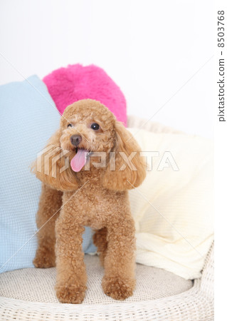 玩具貴賓犬 8503768