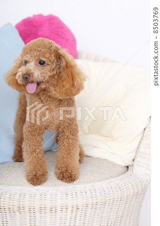 玩具貴賓犬 8503769