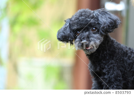 玩具貴賓犬 8503793