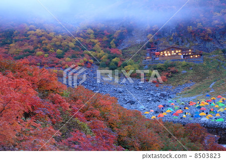 晚上捲曲 晚上捲曲 8503823