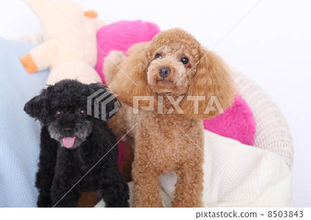 玩具貴賓犬 8503843