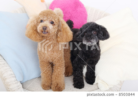 玩具貴賓犬 8503844