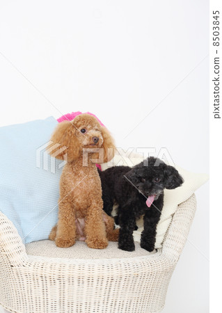 玩具貴賓犬 8503845