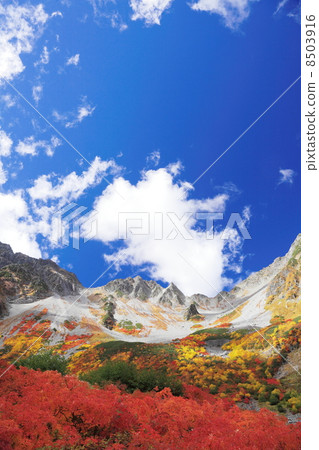 福澤捲曲的秋葉 8503916