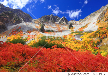 福澤捲曲的秋葉 福澤捲曲的秋葉 8503917