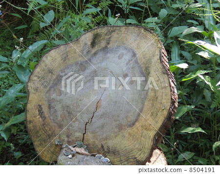 Stubble Stubble 8504191