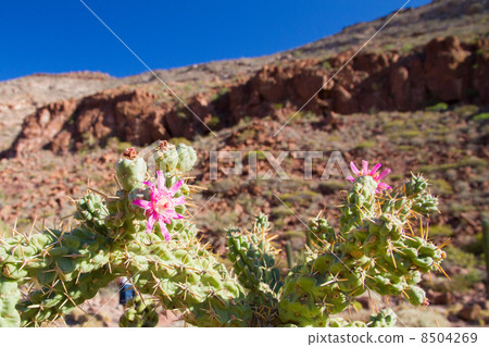 下加利福尼亞州Espiritu Santo的風景 下加利福尼亞州Espiritu Santo的風景 8504269