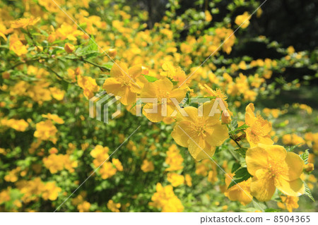 Yamaboki flowers 8504365