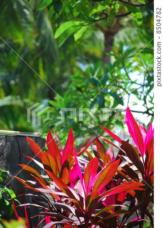 植物植物植物cordilline葉子綠葉紅葉熱帶南國圖像巴厘島印度尼西亞東南亞南島島風景熱帶熱帶 照片素材 圖片 圖庫