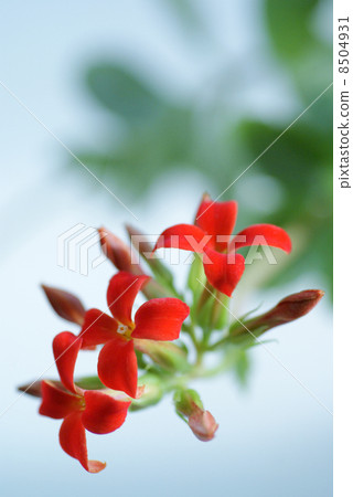 紅色Karancoe 8504931