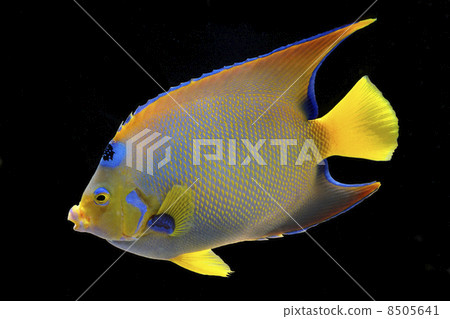 女王天使魚 8505641