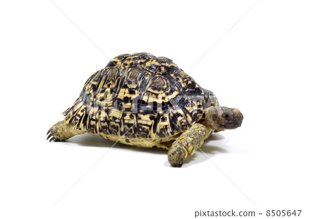 Leopard tortoise Leopard tortoise 8505647