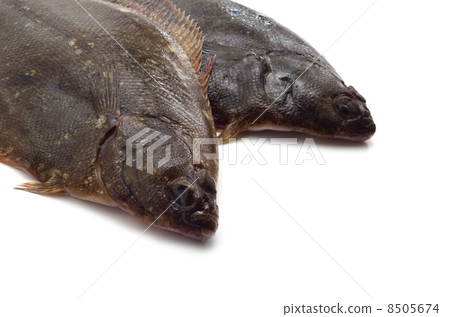 比目魚 比目魚 8505674