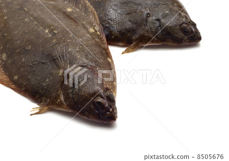 比目魚 比目魚 8505676