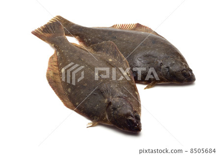 比目魚 8505684
