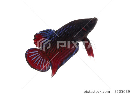 Fighting fish Fighting fish 8505689