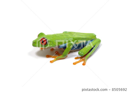 Frog Flying Frog Frog Flying Frog 8505692