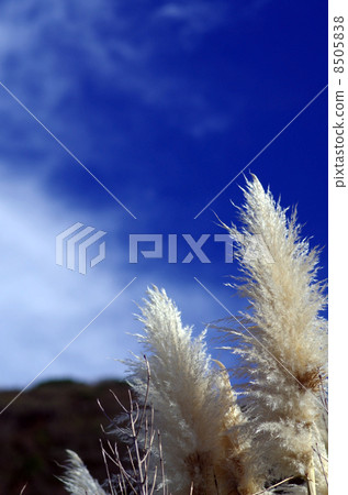 Shiori Shishuyoshi(Pampasgrass)和藍天 Shiori Shishuyoshi(Pampasgrass)和藍天 8505838