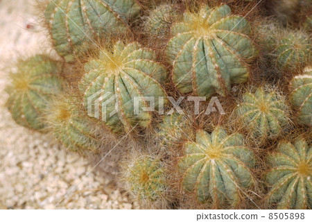 Cactus 'British crown' Cactus 'British crown' 8505898