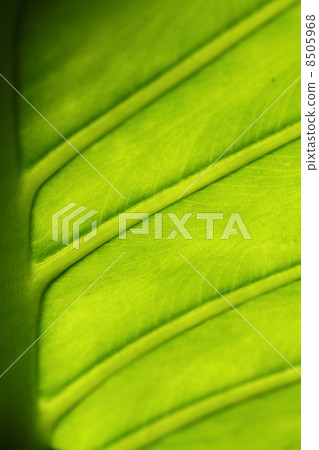 Alocasia leaves Alocasia leaves 8505968
