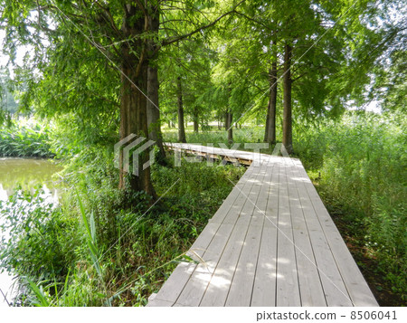 Summer scenery 8506041