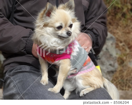 Long coat wearing sweaters Chihuahua girls Long coat wearing sweaters Chihuahua girls 8506204