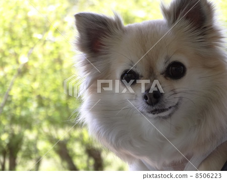 Up on long coat Chihuahuas 8506223