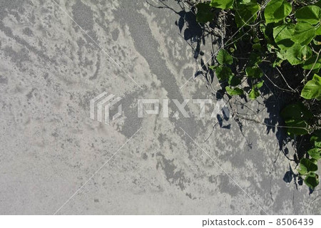 將在鹿兒島市道路上的櫻島的火山灰 將在鹿兒島市道路上的櫻島的火山灰 8506439