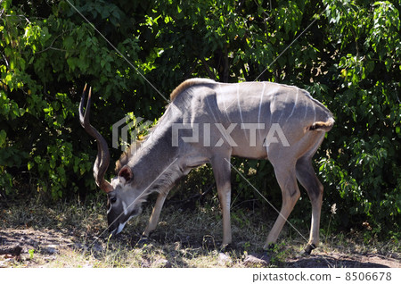 43064 Kudu Chobe National Park 8506678