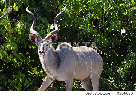 43066 Kudoo Chobe National Park 43066 Kudoo Chobe National Park 8506680