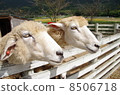 A sheep 8506718