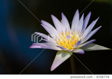 Water lily Water lily 8506756