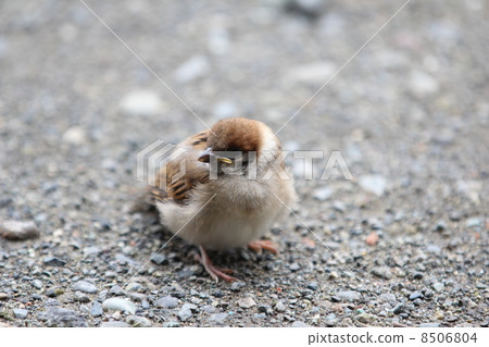 Son of a sparrow Son of a sparrow 8506804