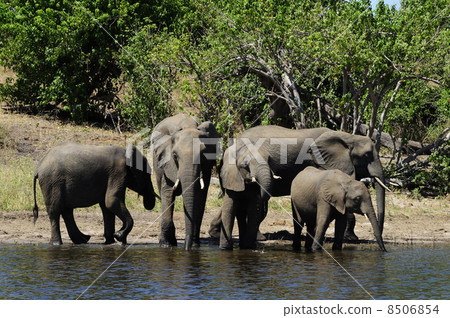 43123 Elephant Chobe National Park 43123 Elephant Chobe National Park 8506854