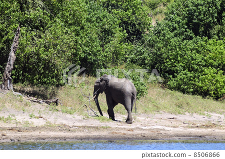43135 Elephant Chobe National Park 43135 Elephant Chobe National Park 8506866