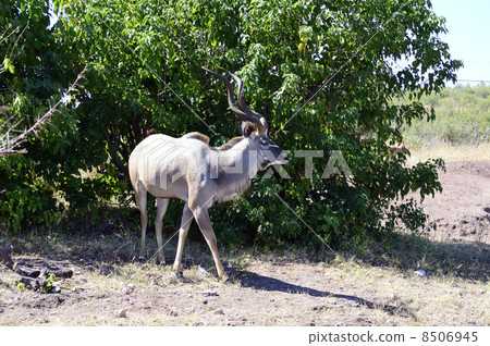 43214 Kudoo Chobe National Park 8506945