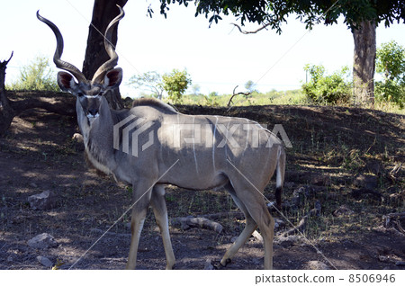 43215 Kudoo Chobe National Park 8506946