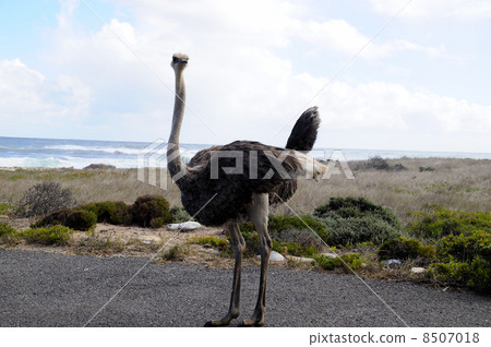 43287 Ostrich Cape Town 43287 Ostrich Cape Town 8507018