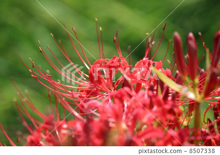 Cluster amaryllis Cluster amaryllis 8507338