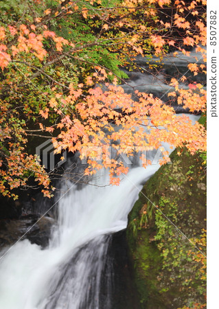 Crown falls of the crown Autumn leaves Crown falls of the crown Autumn leaves 8507882
