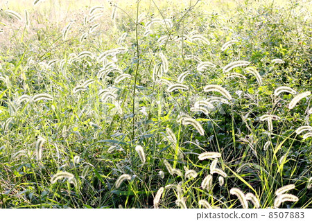 Autumn field 8507883