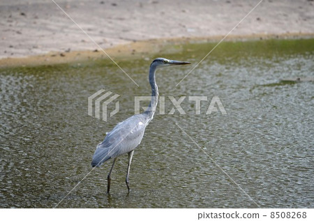 Looking at the appearance Looking at the appearance 8508268