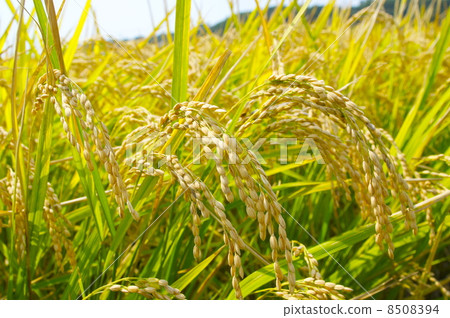 Rice field Rice field 8508394