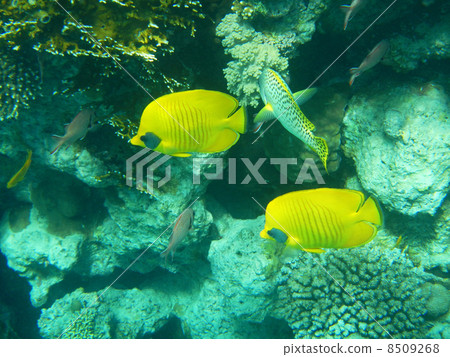 Tropical butterfly fish on Colourful coral reef in the Red Sea , 8509268