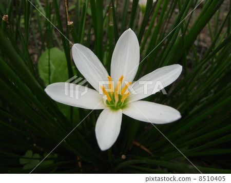 Thamas Dare（2） 8510405