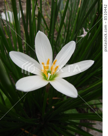 Thamas Dare（3） 8510442