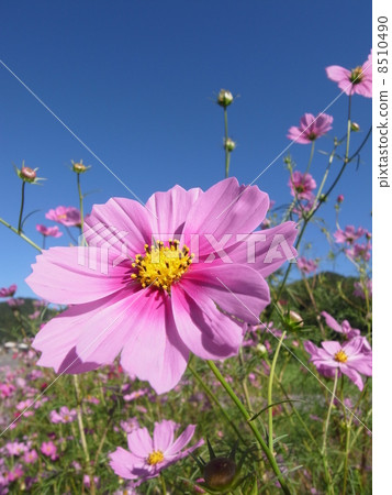 宇宙圖像（2） 8510490