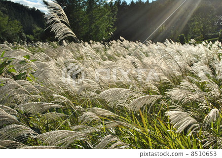 芒草 芒草 8510653
